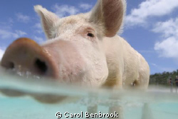 This swimming pig came out to meet us in our tender at Bi... by Carol Benbrook 
